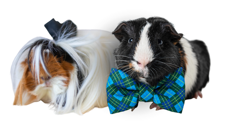BFB_Guinea_Pigs.png