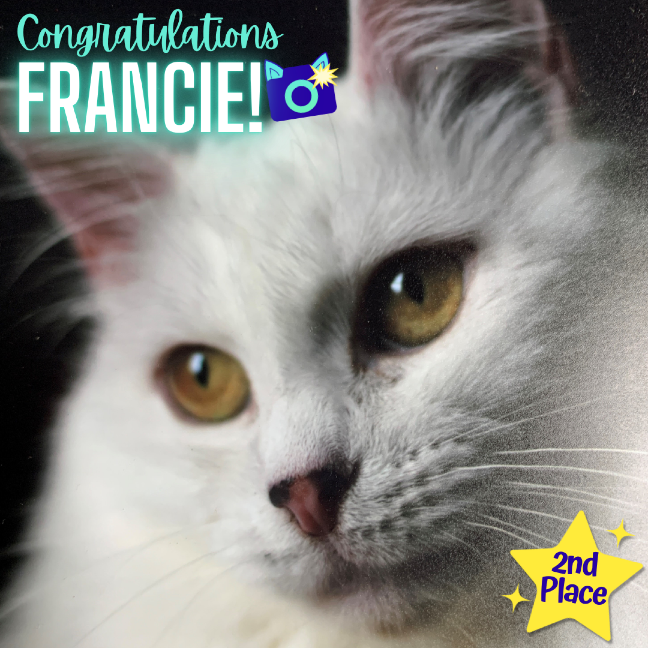 Fab_Feline_2025_(5).png