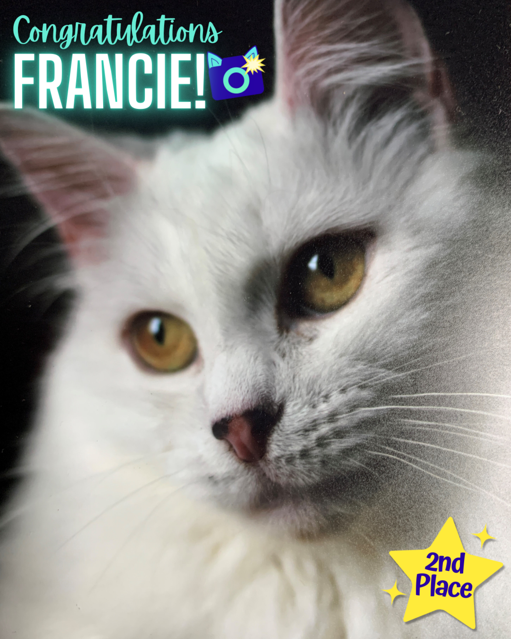 Fab_Feline_2025_Francie.png