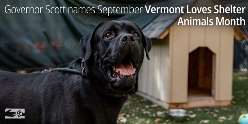 Vermont_Loves_Shelter_Animals_Month.png