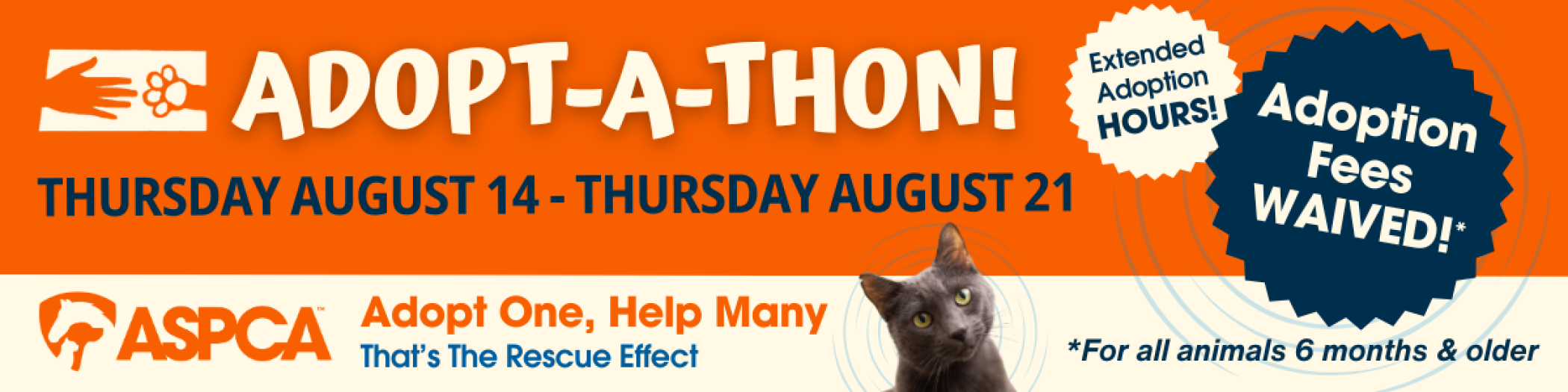 Page_Banner_Adoptathon_Cat.png