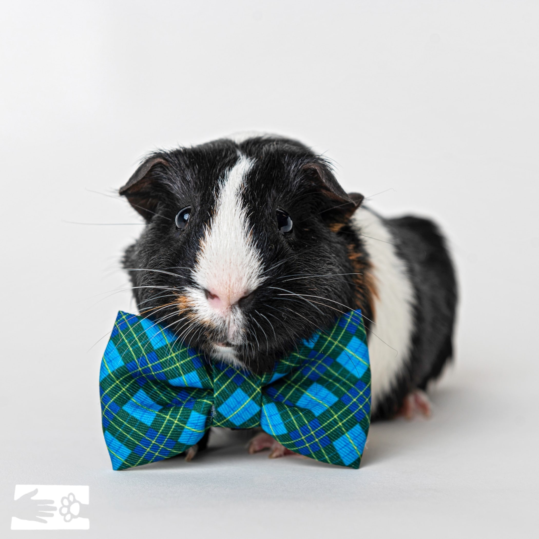 MDP_HSCC_Formal_Skunk.jpg