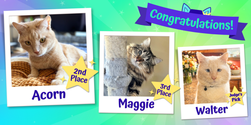 Winners_Fab_Feline_Runner_Ups1.png