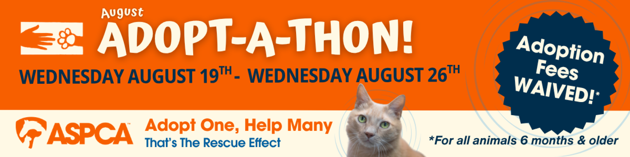 August_26_Adoptathon_Cat-0001.png