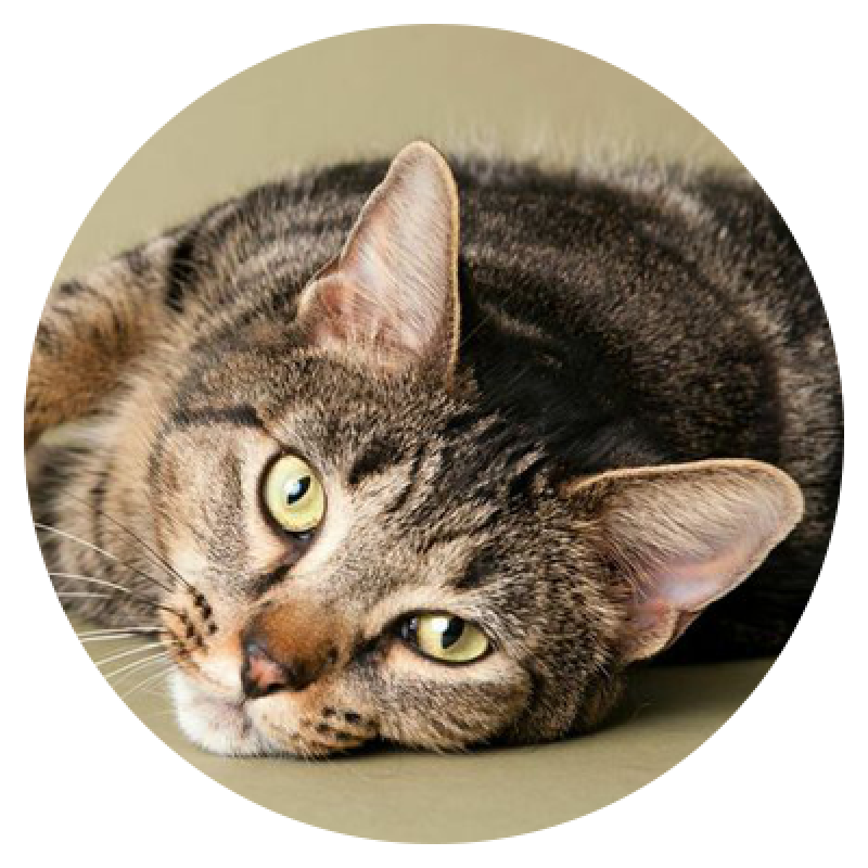 Cats-0001.png