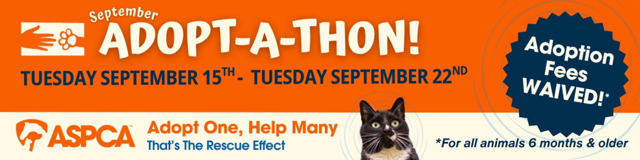Sept_26_Adoptathon_Cat.png