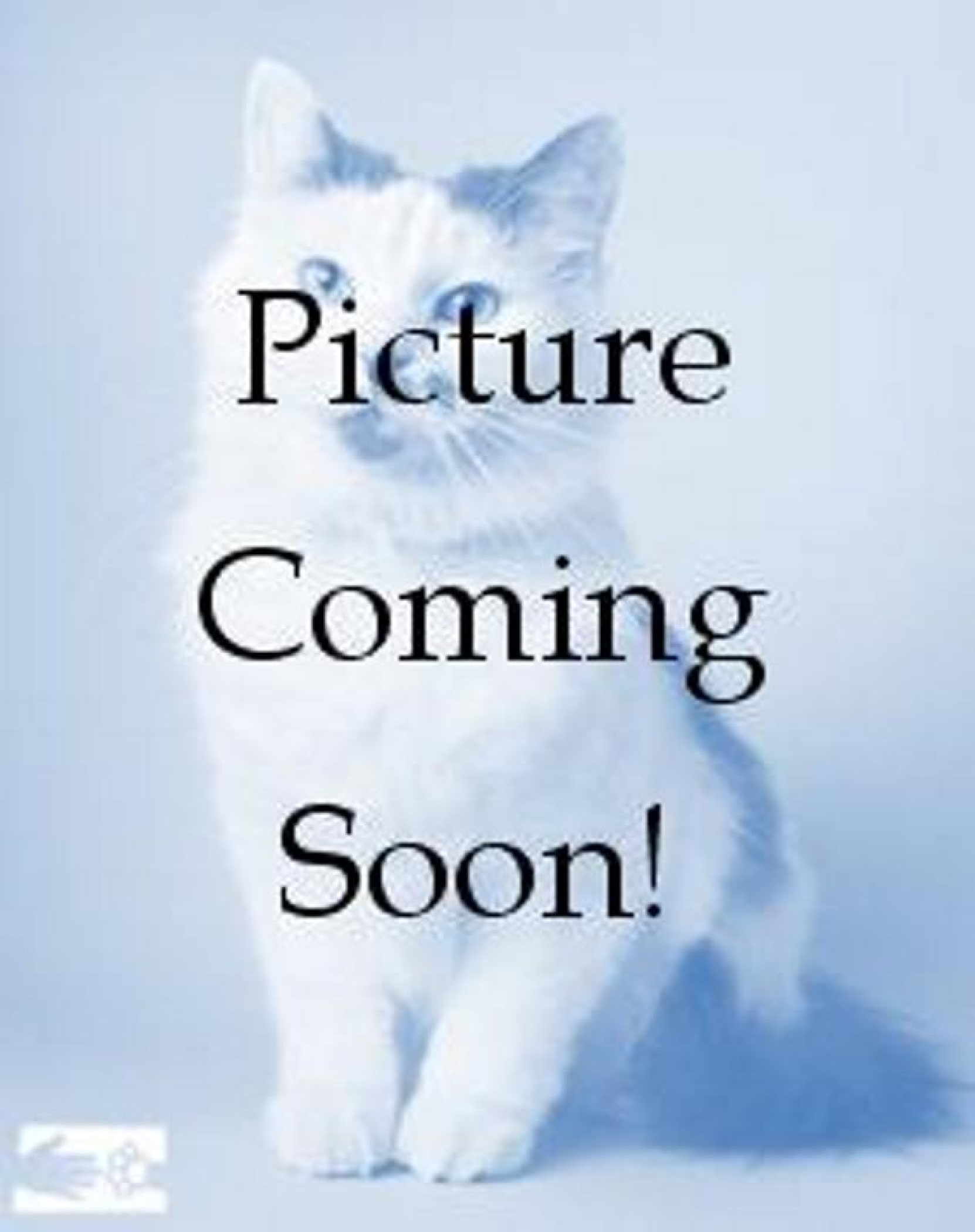 NoPhotoCat-USE_THIS-newsize.jpg