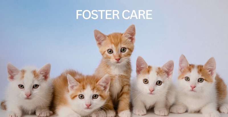 Foster