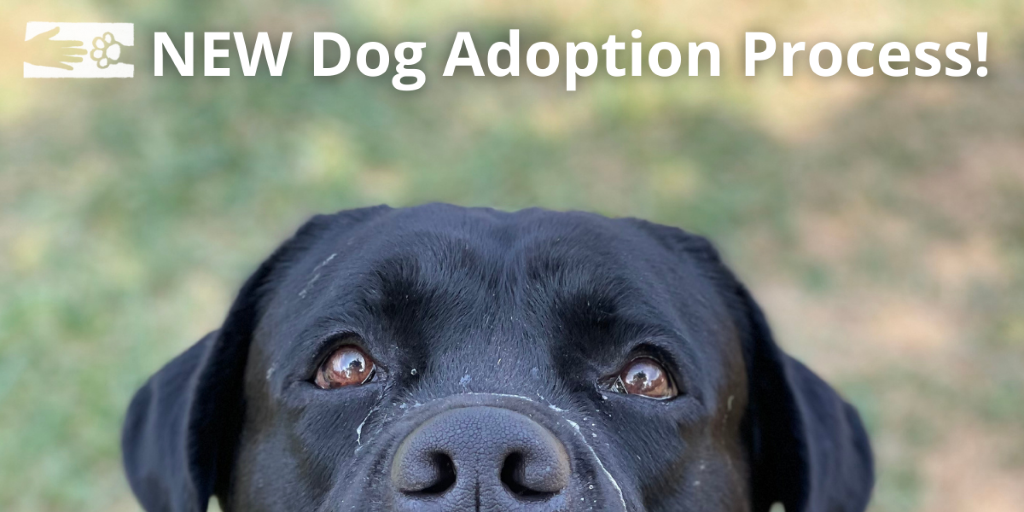 NEW_Dog_Adoption_Process_2025.png