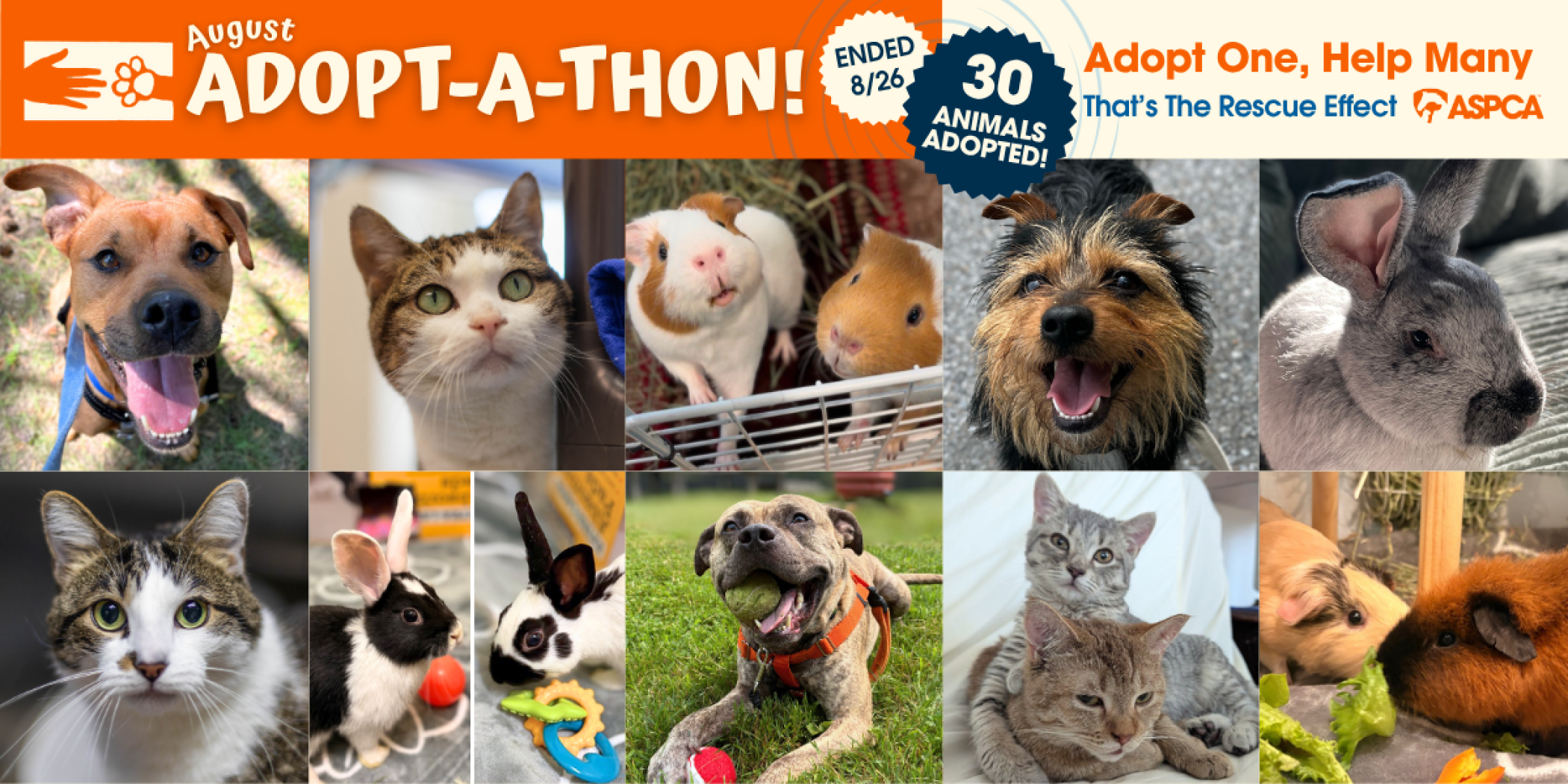 Aug_Adoptathon_News_Events_End.png