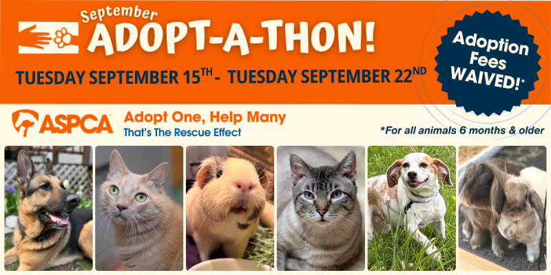 August_26_Adoptathon_News_Events-0002.png