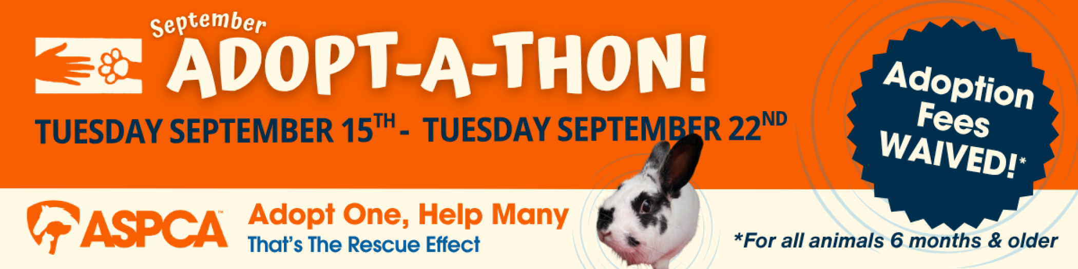 Sept_26_Adoptathon_rabbit.png
