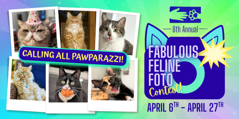 2026_Fab_Feline_News_Events.png