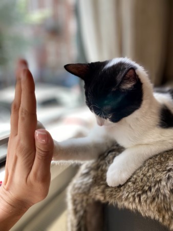 Blog_cat_high_5.jpg