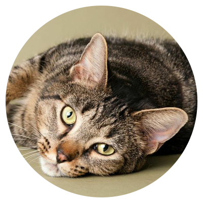 Cats-0001.png