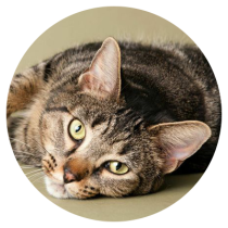 Cats2023.png