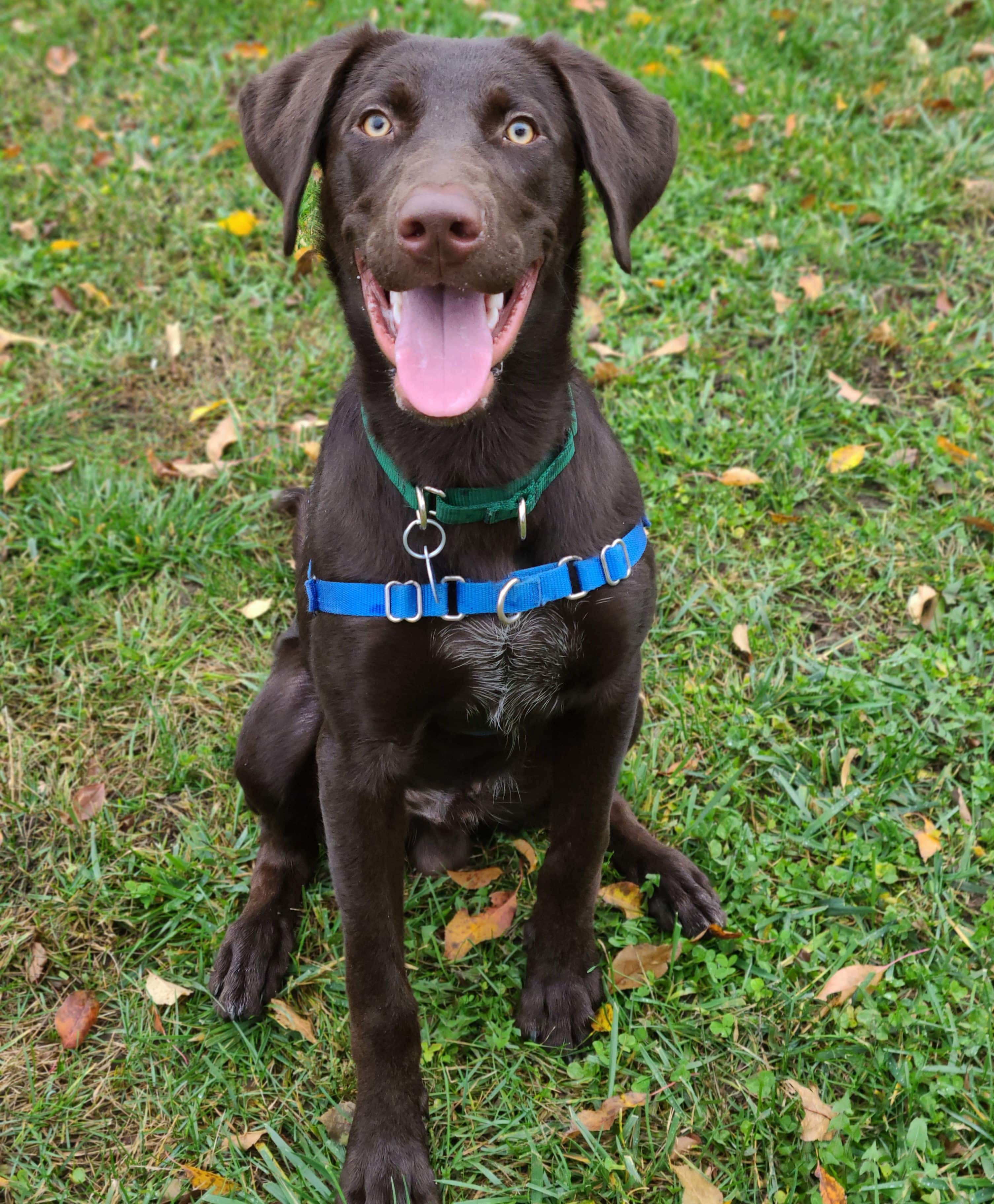 how long is 7 months in dog years