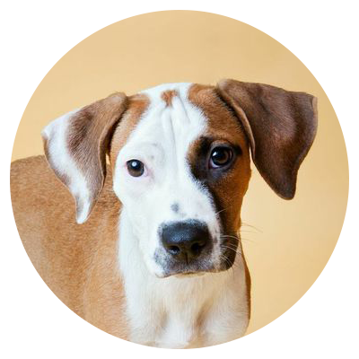 Dogs-0001.png