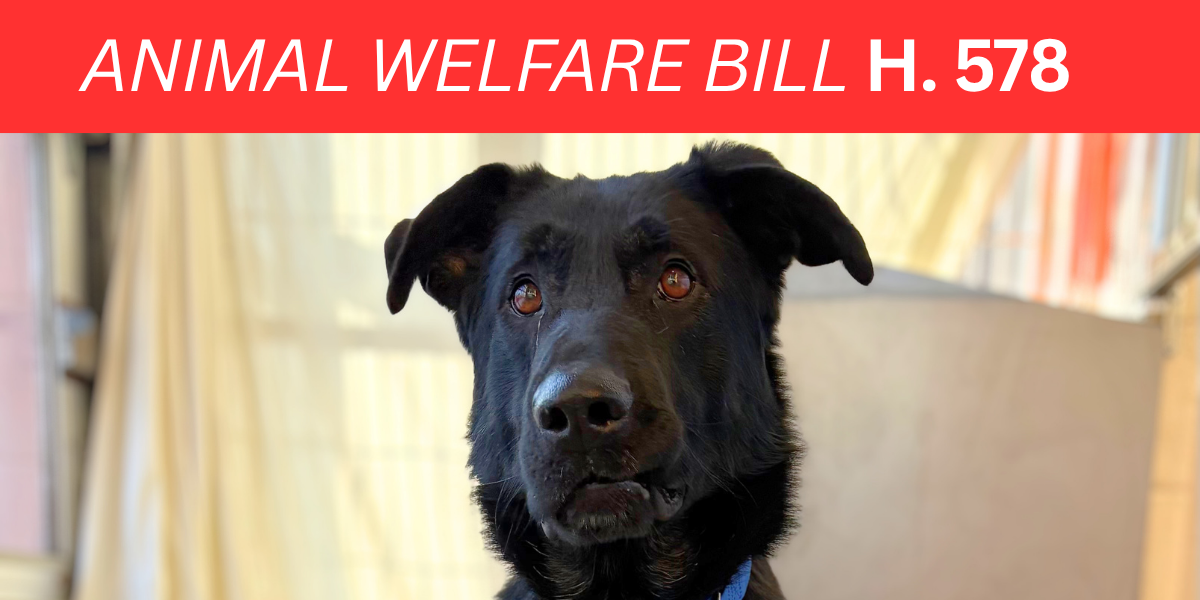 Vermont Animals Need Your Help: Support H. 578