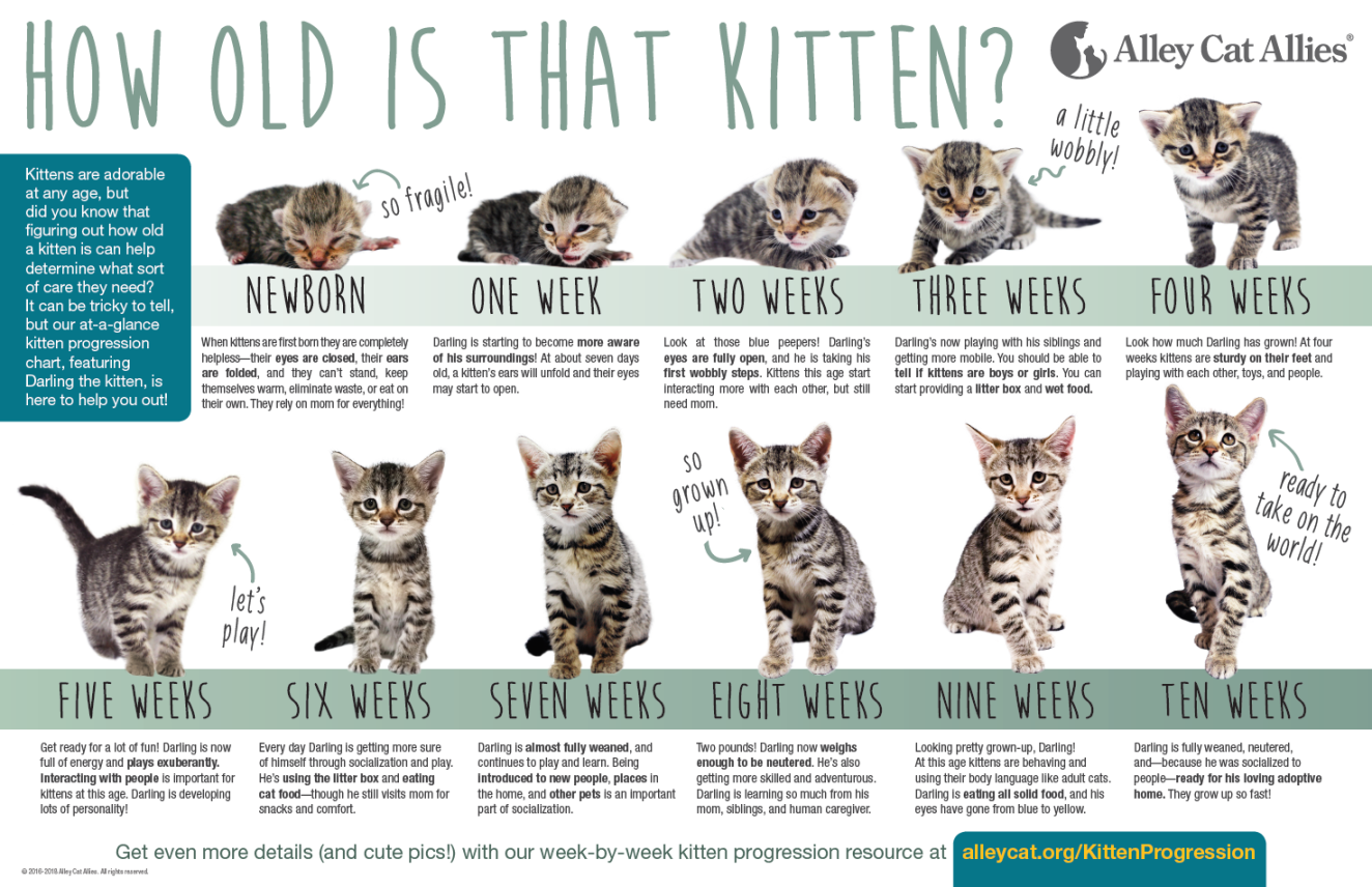 Kitten_Age_Chart.png
