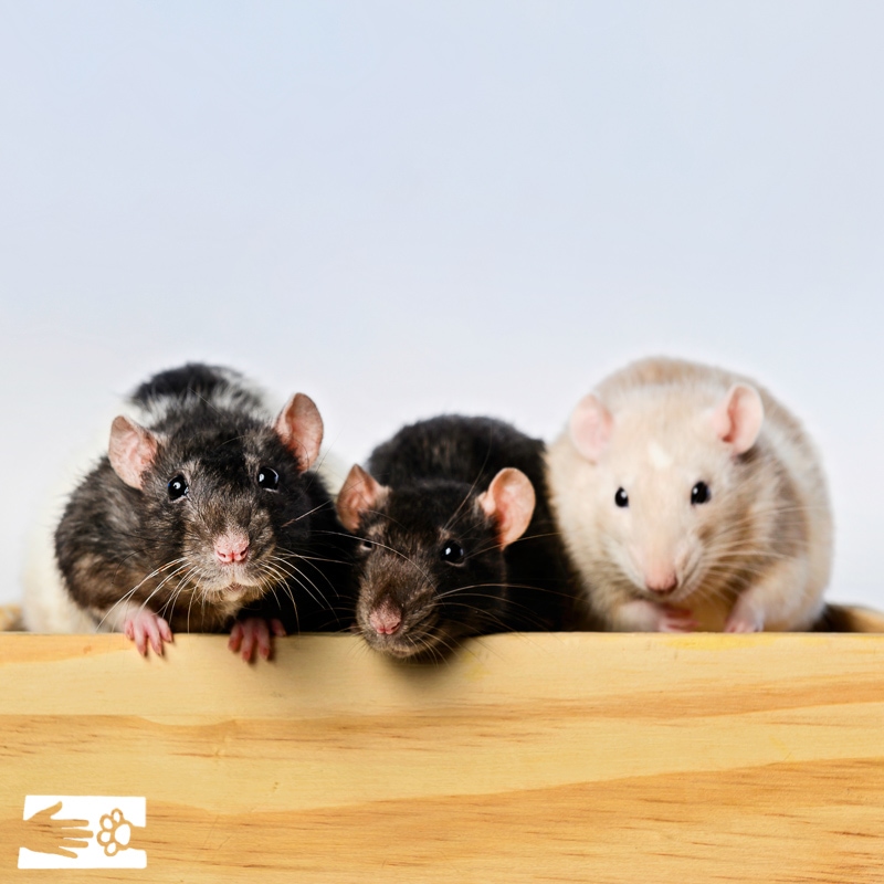 Snap, Crackle and Pop!