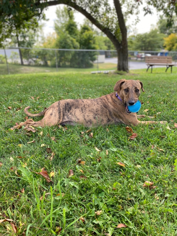 Penny